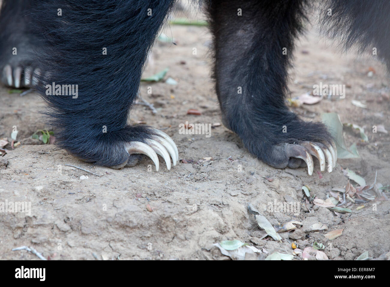 Close up of vicious claws of the Sloth Bear - Melursus ursinus at Yala NP, Sri Lanka. Stock Photo