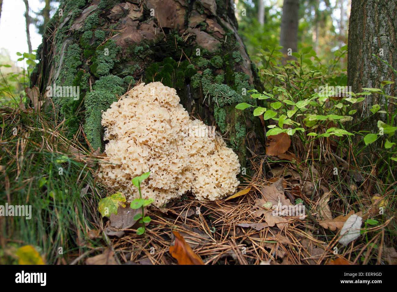 Wood Cauliflower, cauliflower mushroom, Krause Glucke, Fette Henne, wächst am Stammgrund einer Kiefer, Sparassis crispa Stock Photo