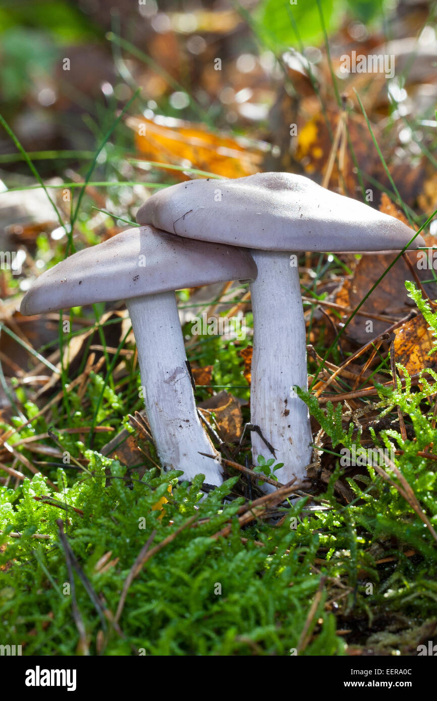 Wood Blewit mushroom, blue stalk mushroom, Violetter Rötelritterling, Lepista nuda, Clitocybe nuda, Tricholoma nudum Stock Photo