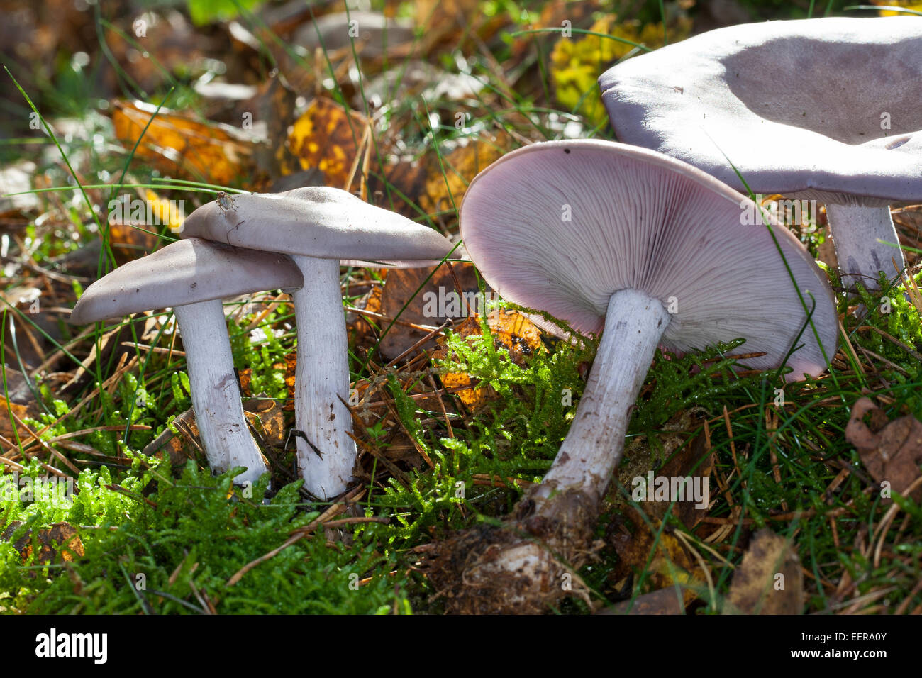 Wood Blewit mushroom, blue stalk mushroom, Violetter Rötelritterling, Lepista nuda, Clitocybe nuda, Tricholoma nudum Stock Photo
