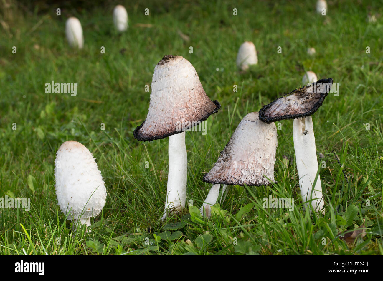 Le coprin chevelu hi-res stock photography and images - Alamy