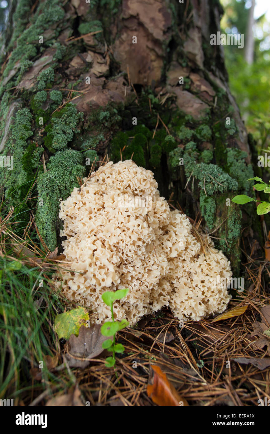 Wood Cauliflower, cauliflower mushroom, Krause Glucke, Fette Henne, wächst am Stammgrund einer Kiefer, Sparassis crispa Stock Photo