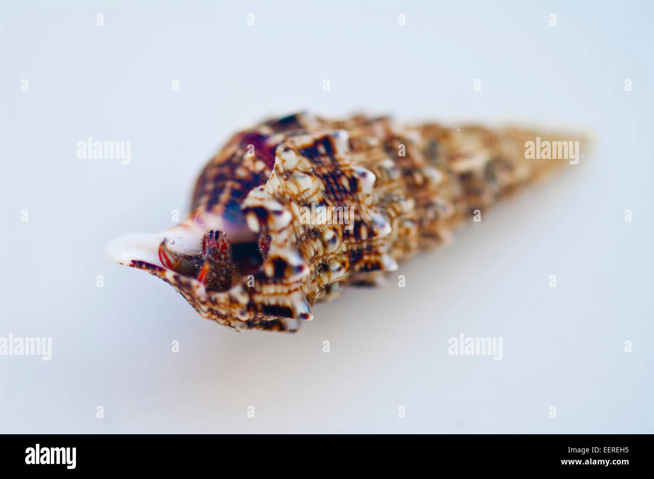 animal animals aquatic background beauty closeup crab creature