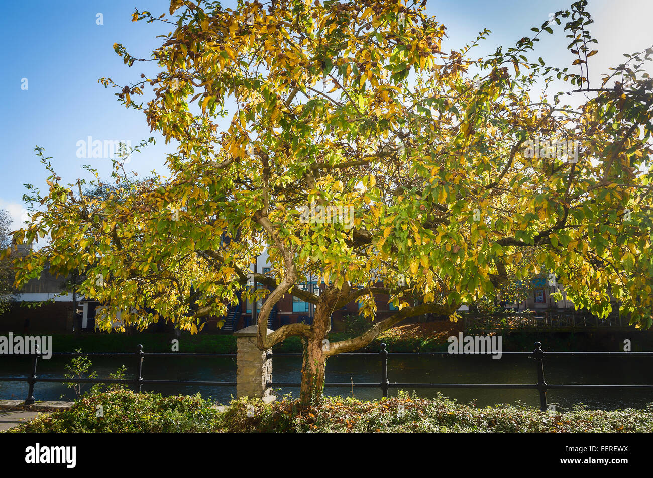 A fruiting Medlar tree in a Wiltshire town Stock Photo