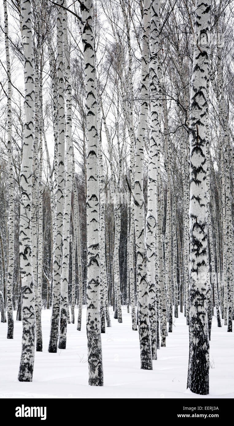 Birch forest in russia hi-res stock photography and images - Alamy