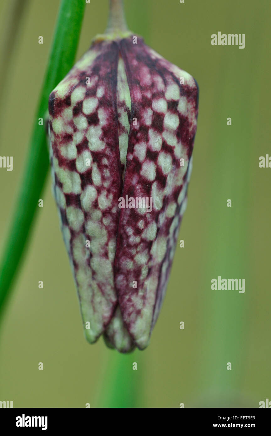 The beautiful bud of a snakeshead fritillary flower UK Stock Photo