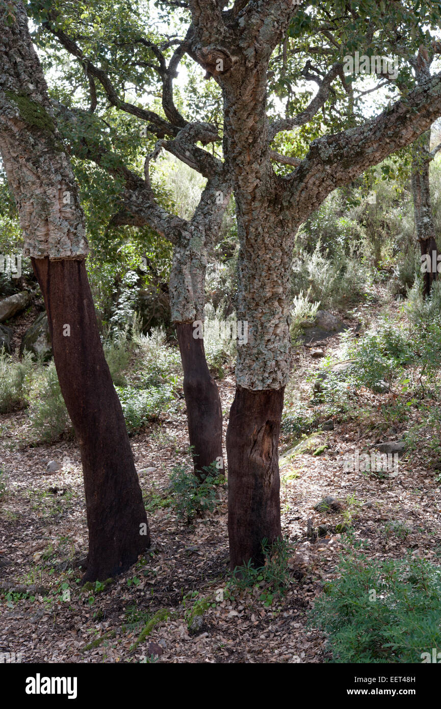 Cork Oak, Quercus suber, El Burgo, Malaga Province, Andalucia, Spain
