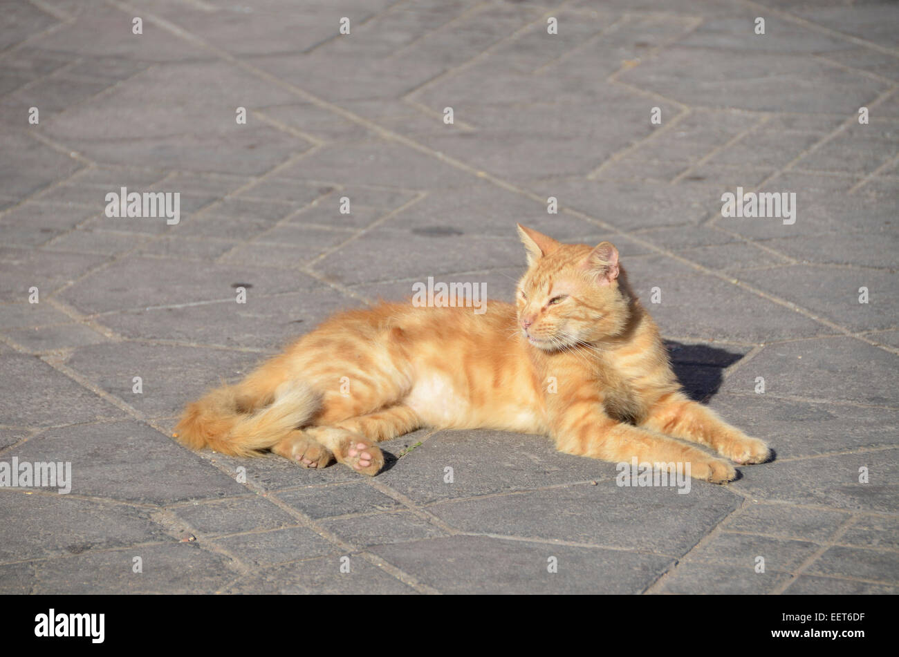 Ginger cat sitting in the sun in Marrakesh Stock Photo