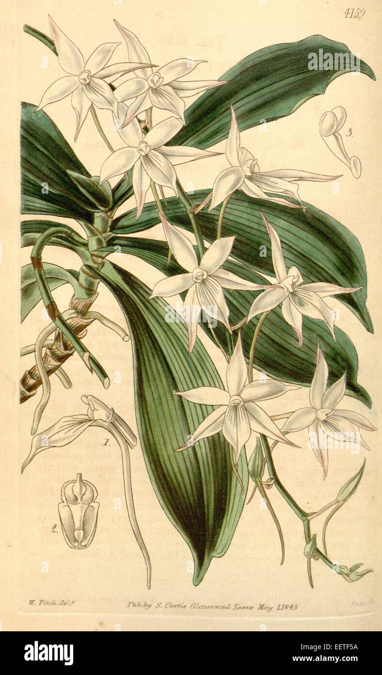 Aerangis biloba (as Angraecum apiculatum) - Curtis' 71 (Ser. 3 no. 1) pl. 4159 (1845) Stock Photo