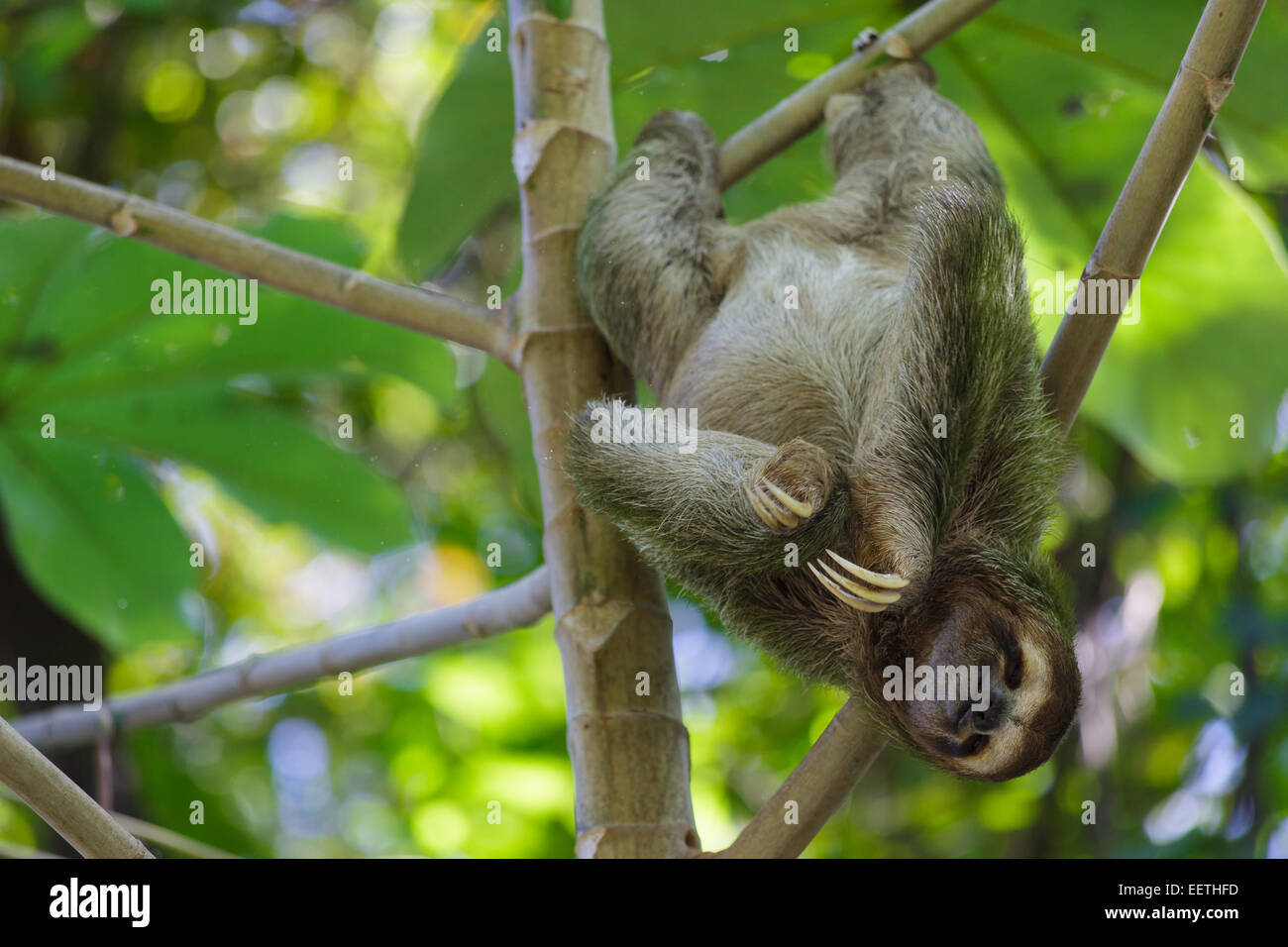 Three-Toed Sloth in Costa Rica. Stock Photo