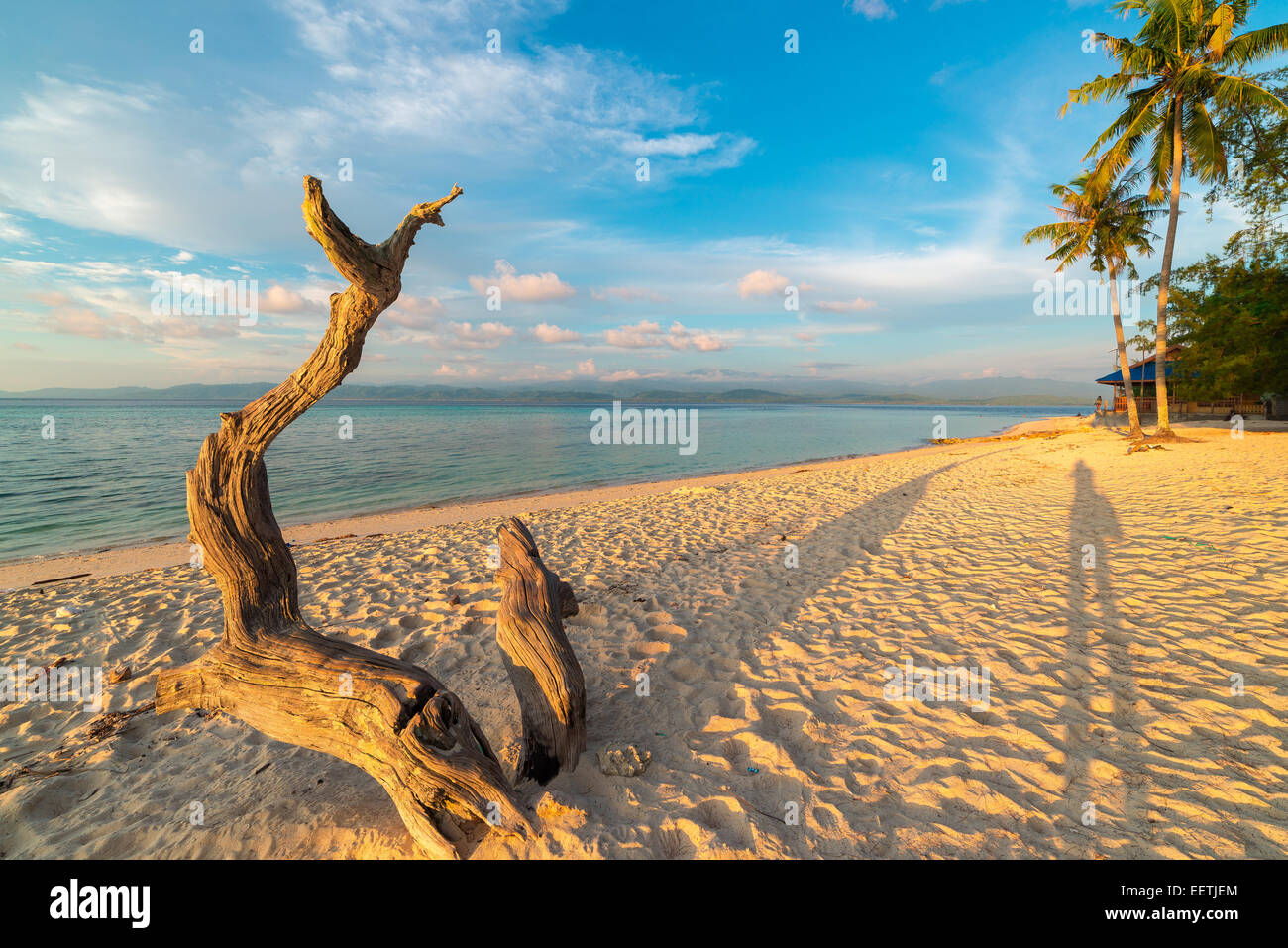 Skeletal braided tree trunk with romantic colorful sunset on the beach of Tanjun Karang, Central Sulawesi, Indonesia. Wide angle Stock Photo