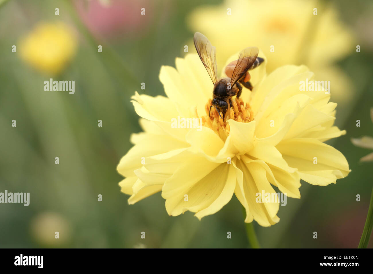 bee swarm flower ( vintage style ) Stock Photo