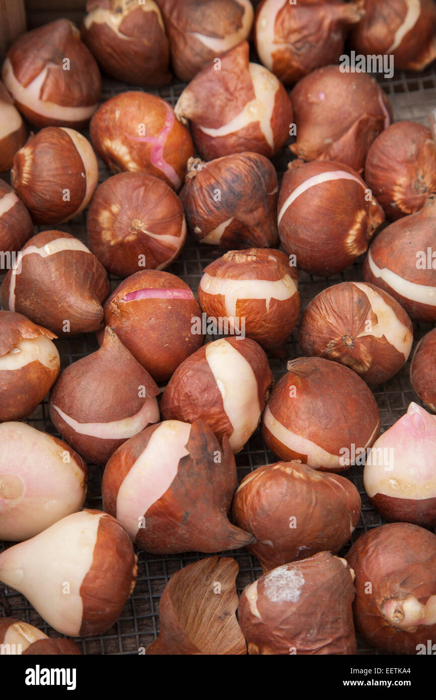 Tulip Bulbs in Amsterdam, Holland Stock Photo Alamy