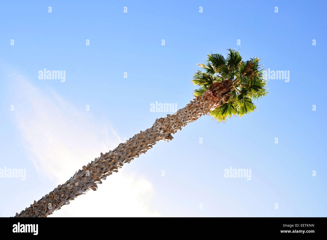 A solitary palm tree in Santa Barbara, CA, USA. Stock Photo