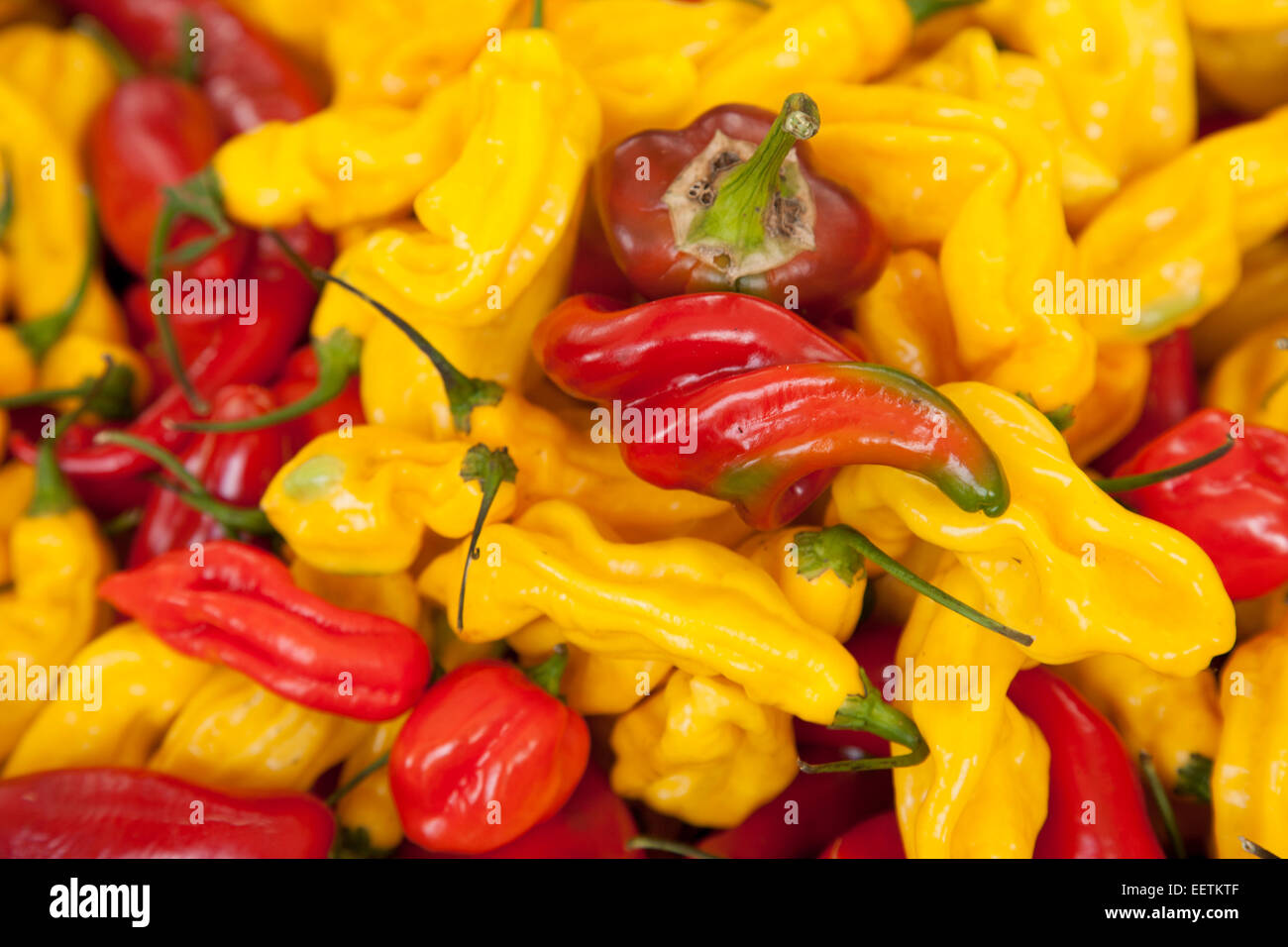 Red and Yellow Pepper Background Stock Photo - Alamy