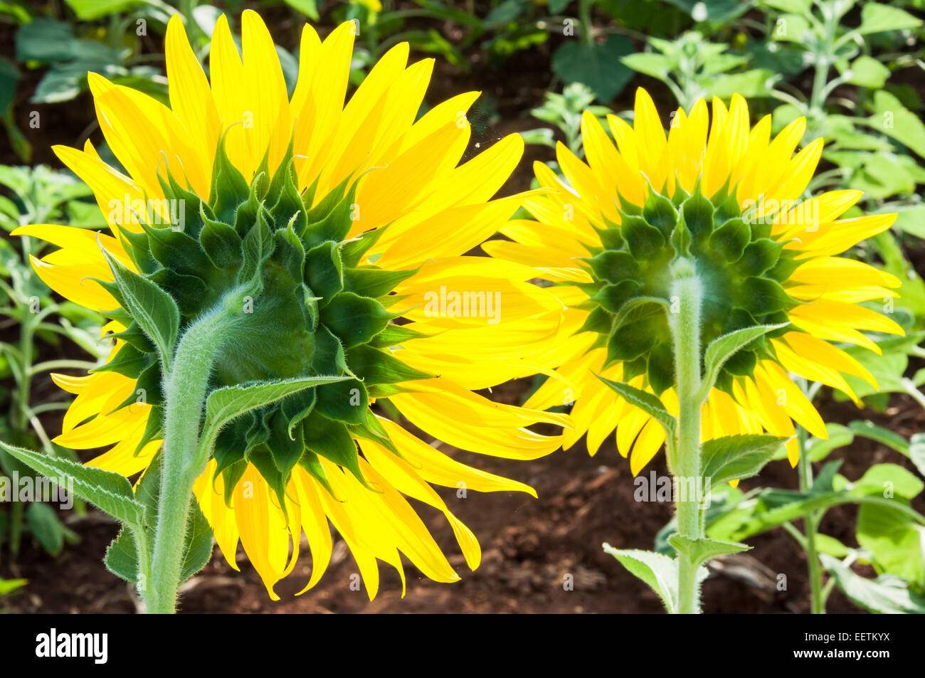 Back of sunflower hires stock photography and images Alamy