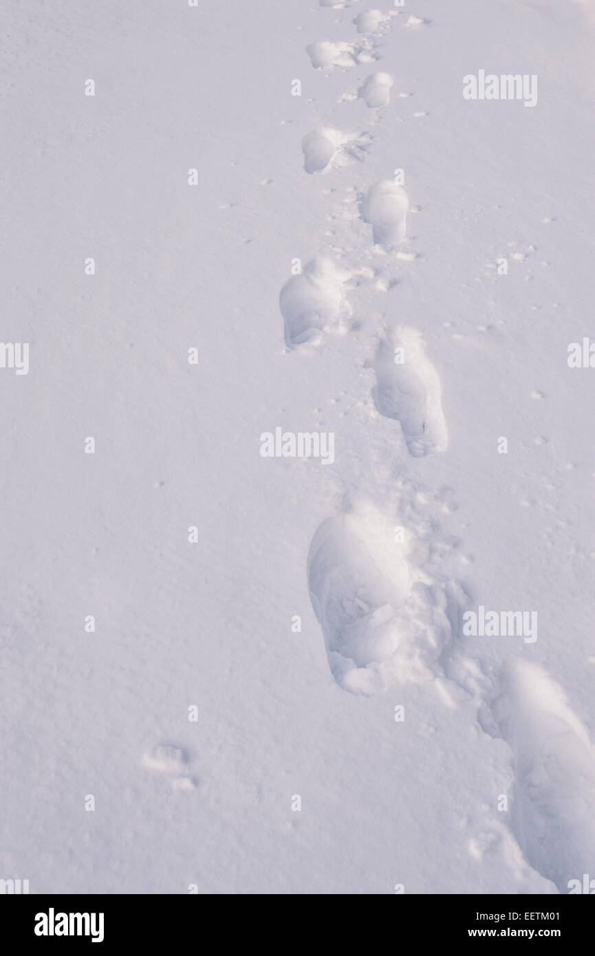 Footprints in the snow Stock Photo Alamy