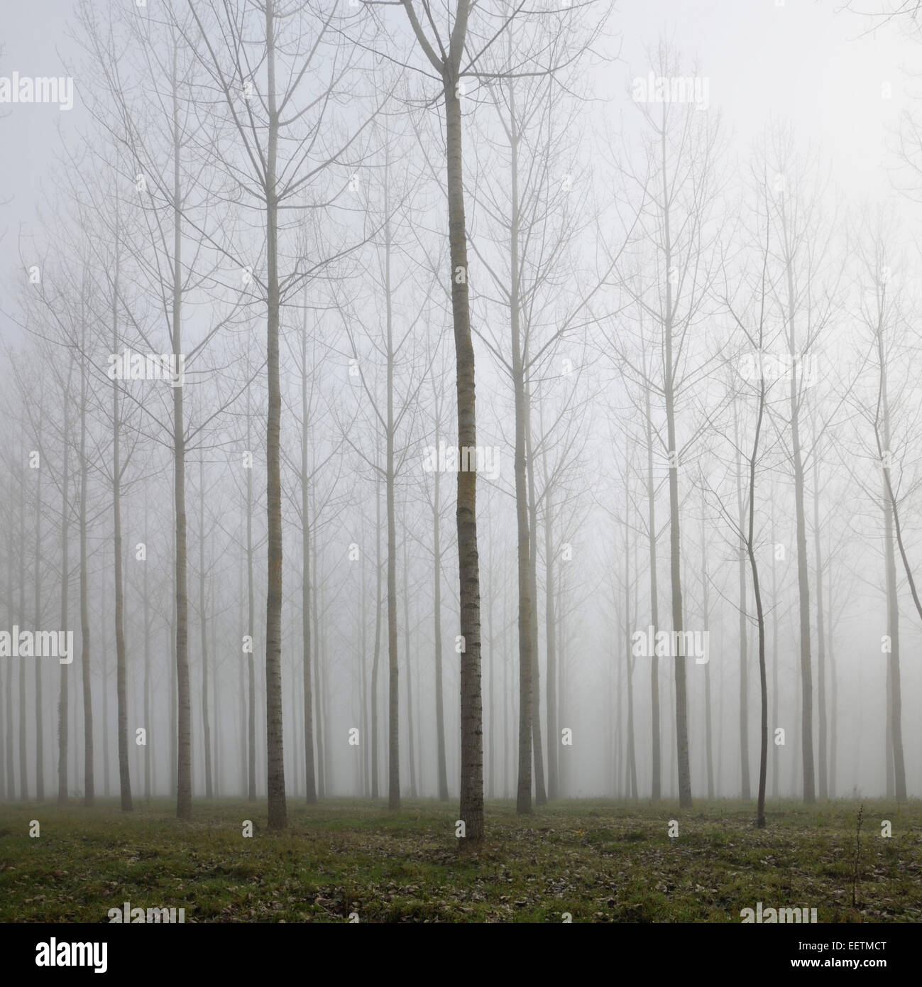 Forest in deep fog and autumn leaves on the green ground Stock Photo ...