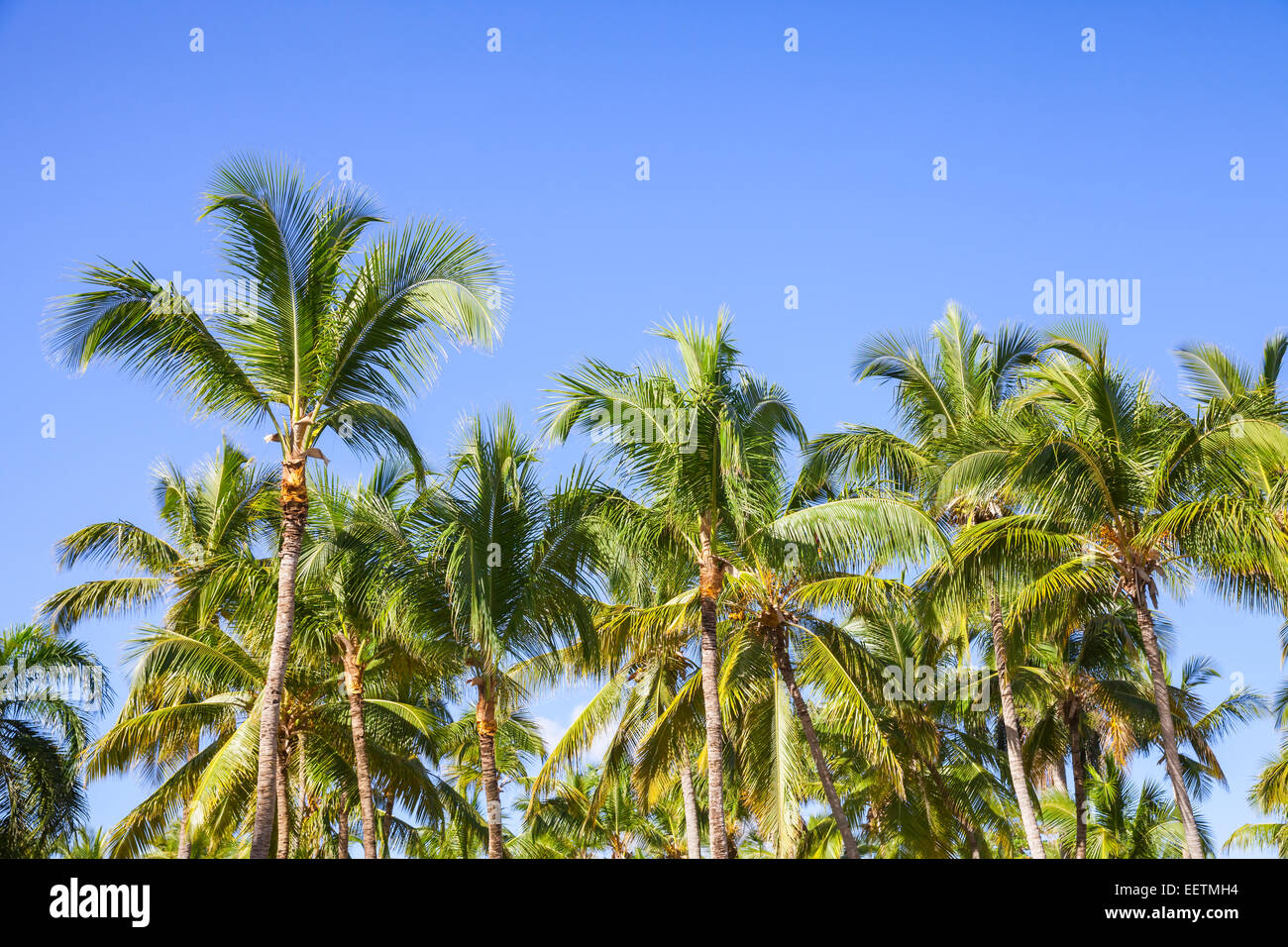 Forest of coconut palm trees over clear blue sky background Stock Photo