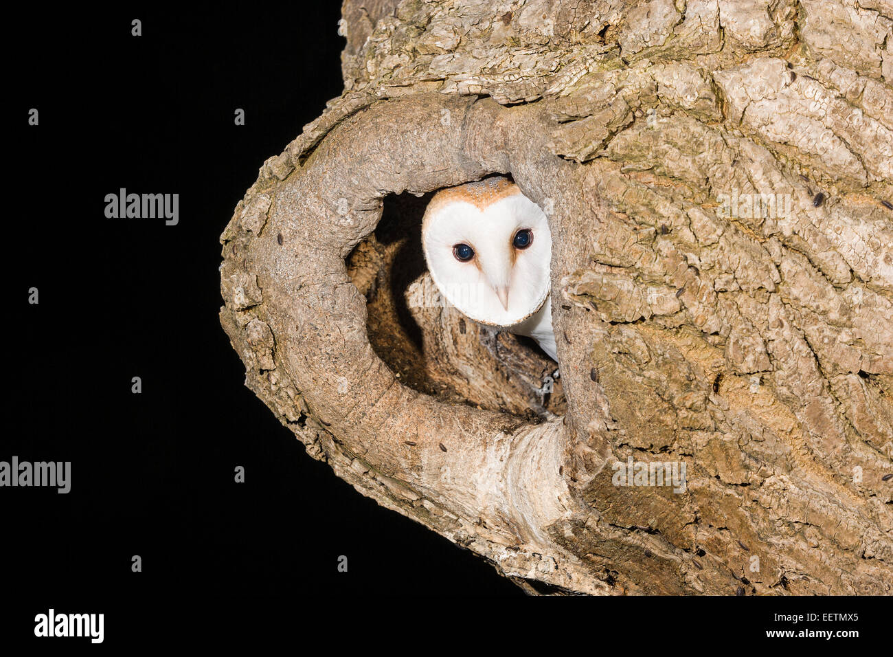 A young Barn Owl looks out from its nest hole in an Ash tree. Photograph was taken in County Tipperary, Ireland. Barn owls are an endangered species. Stock Photo