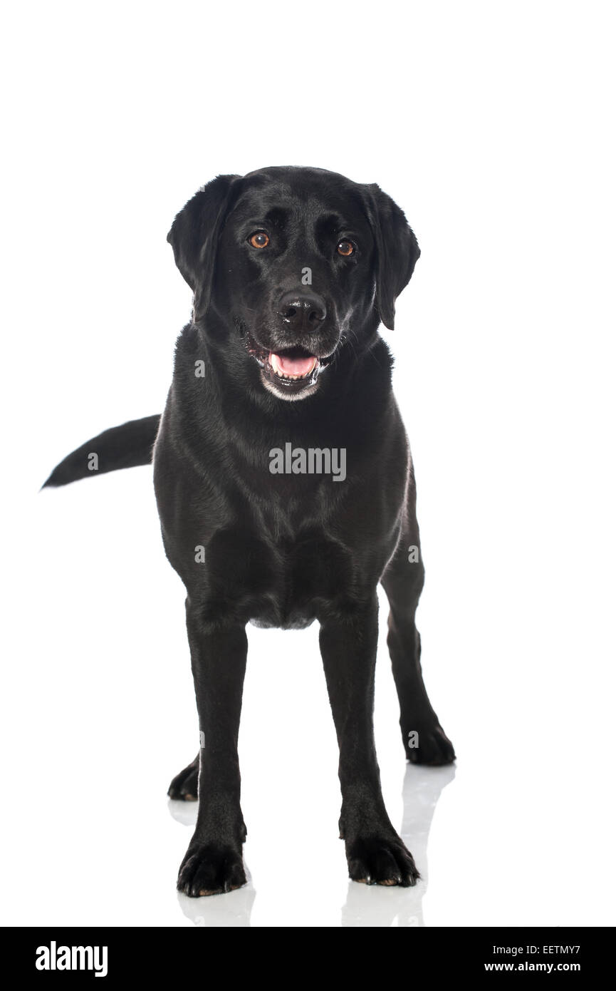 Dog black labrador hi-res stock photography and images - Alamy