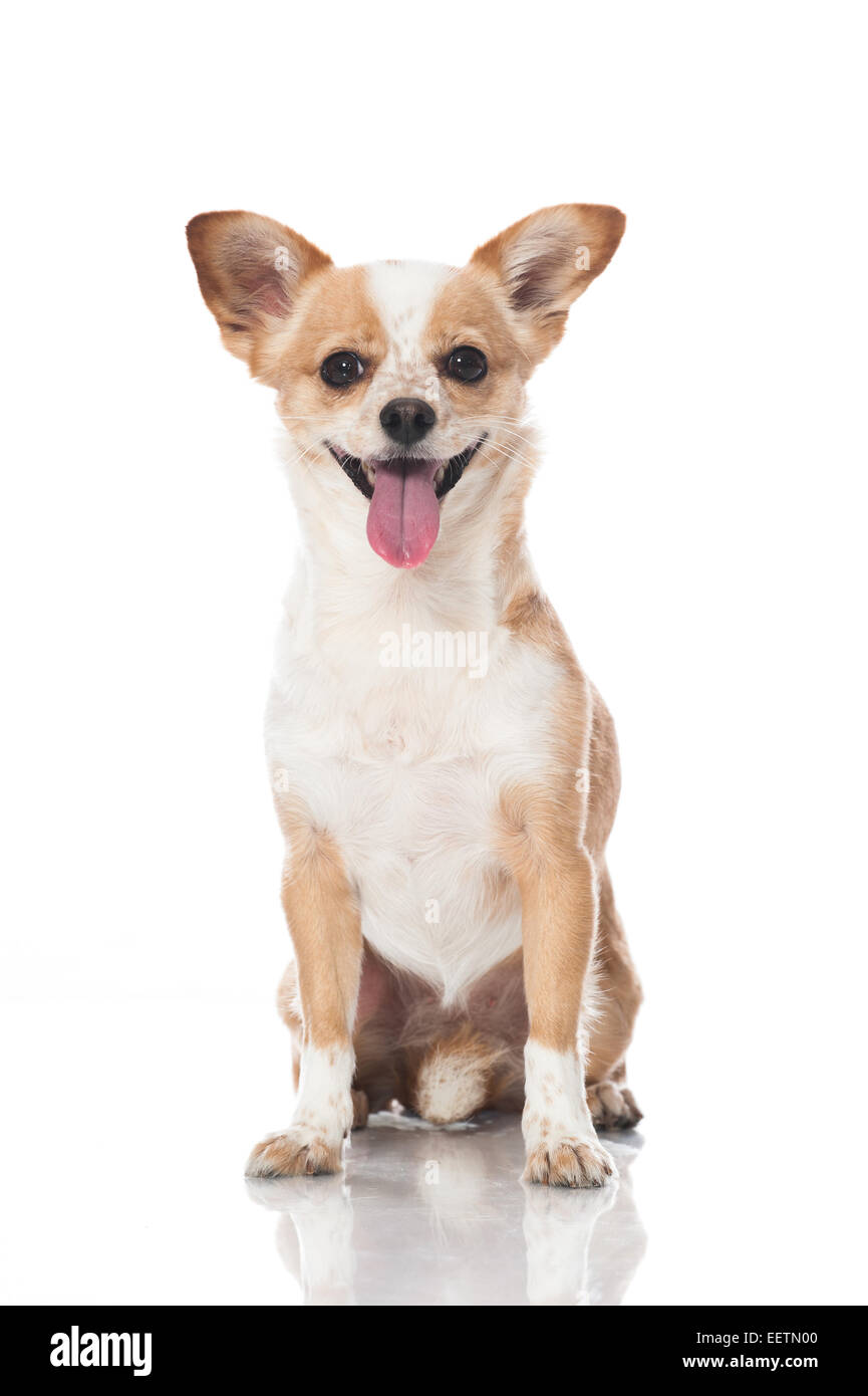 Mixed breed dog isolated on white Stock Photo - Alamy