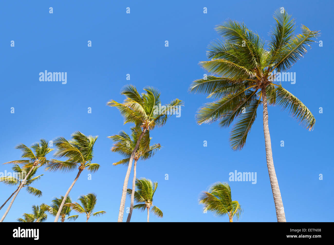 Coconut palm trees over clear blue sky background Stock Photo
