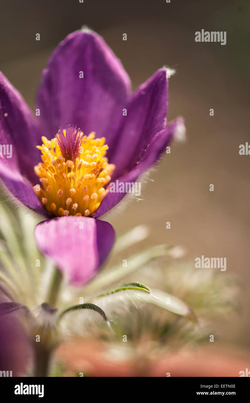 Anemone Pulsatilla Flower Reaching Out Stock Photo