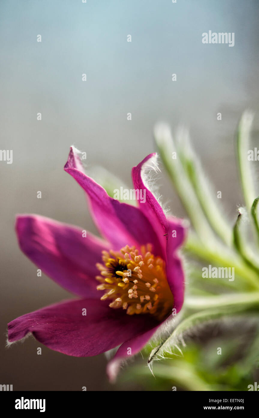 Anemone Pulsatilla Flower Reaching Out Stock Photo