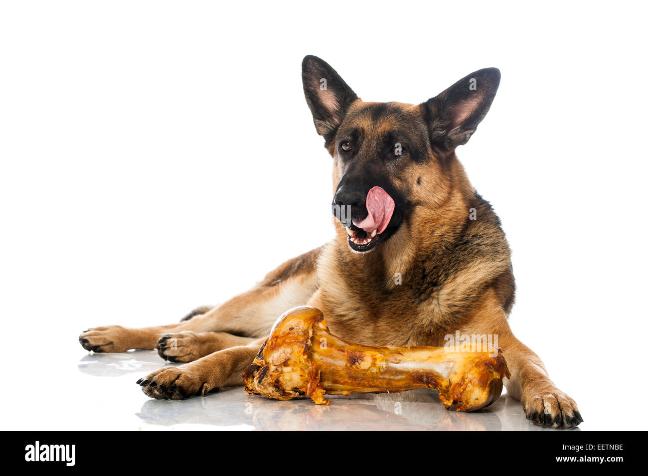 German shepherd with bone isolated on white Stock Photo Alamy