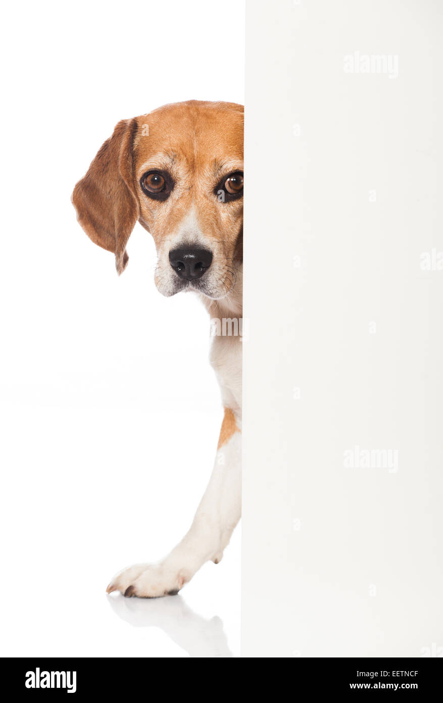 Beagle dog looks around the corner Stock Photo Alamy