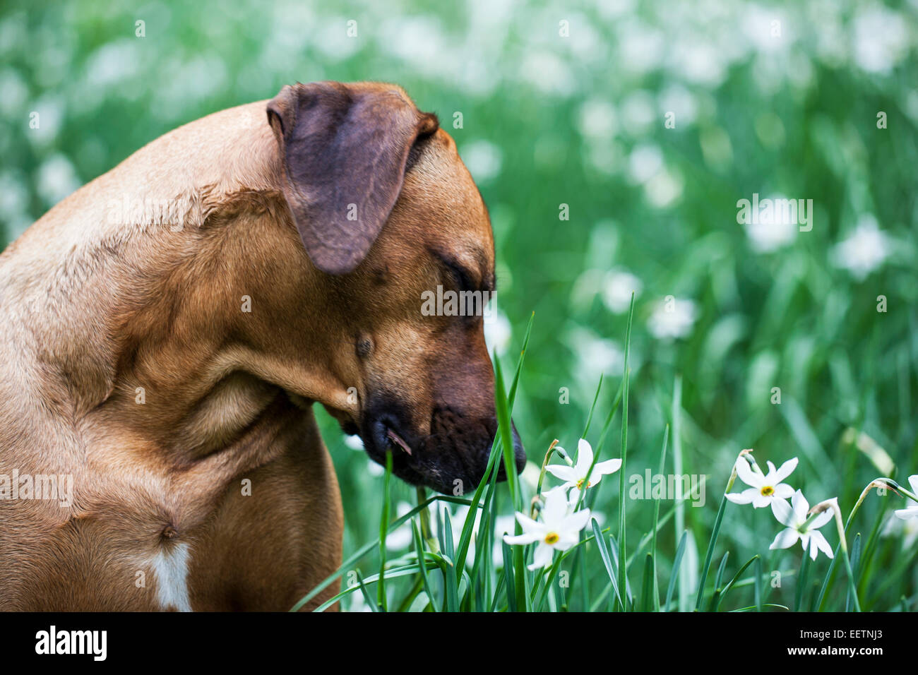 Rhodesian Ridgeback smelling the perfumed flowers of poet's daffodils Narcissus poeticus Stock Photo