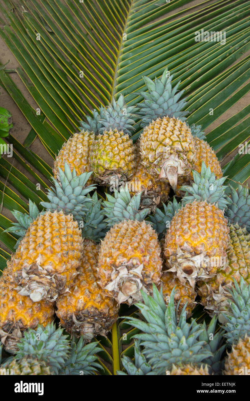 Kingdom of Tonga, Vava'u Islands, Neiafu. Local market, ripe pineapple. Stock Photo