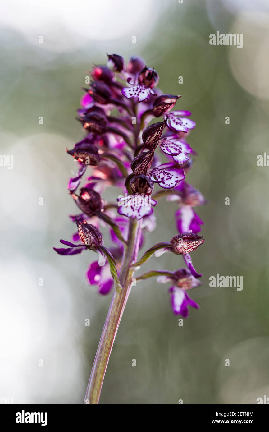 Close up of lady orchid Orchis purpurea Stock Photo