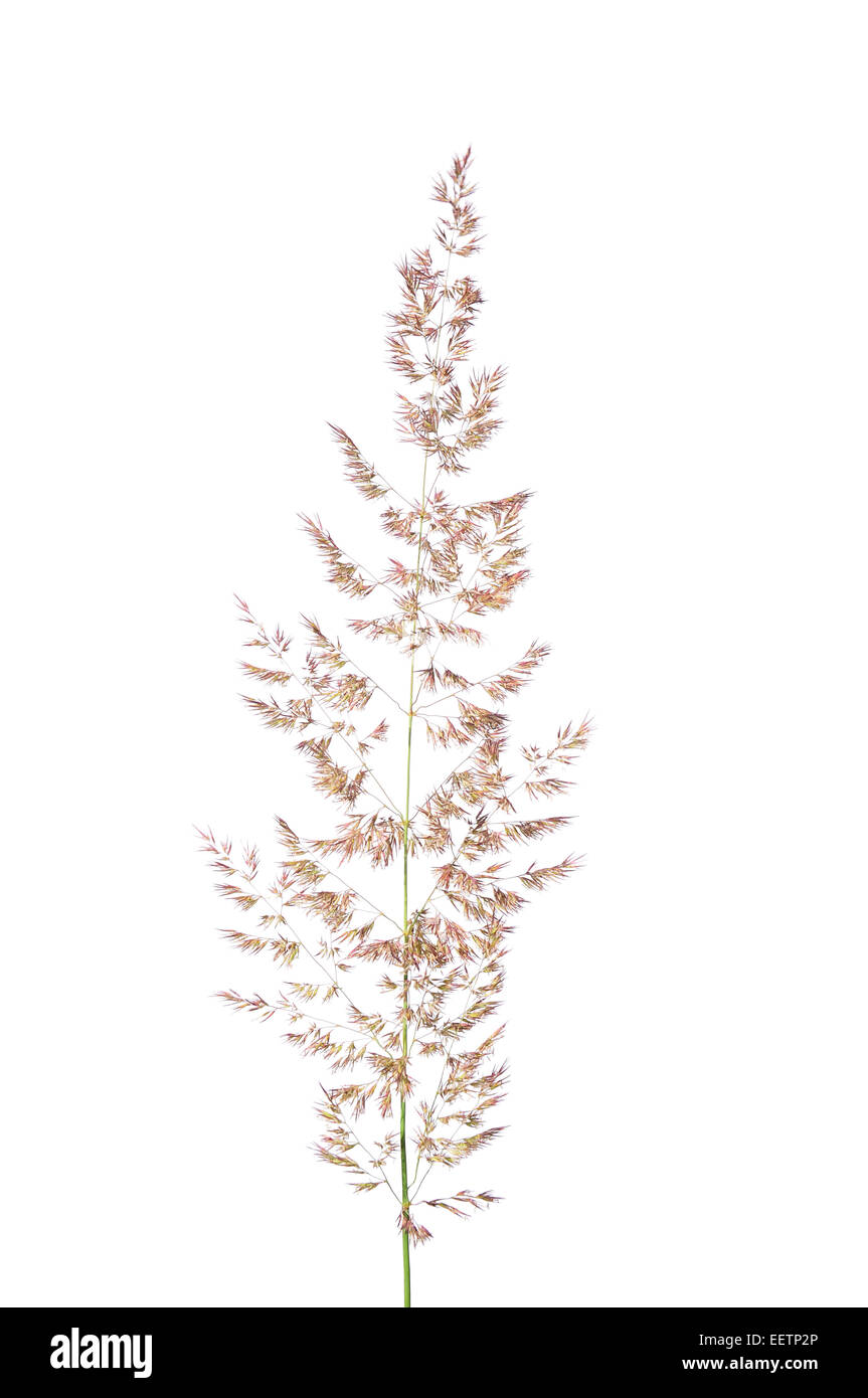 Purple reedgrass (Calamagrostis arundinacea) Stock Photo