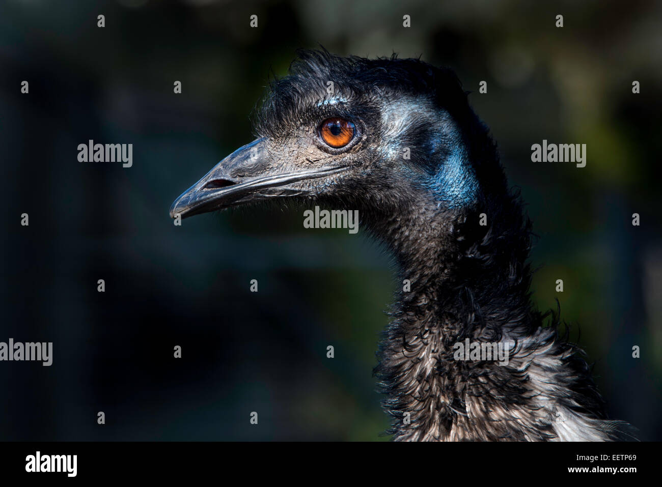 Side portrait of an emu Stock Photo