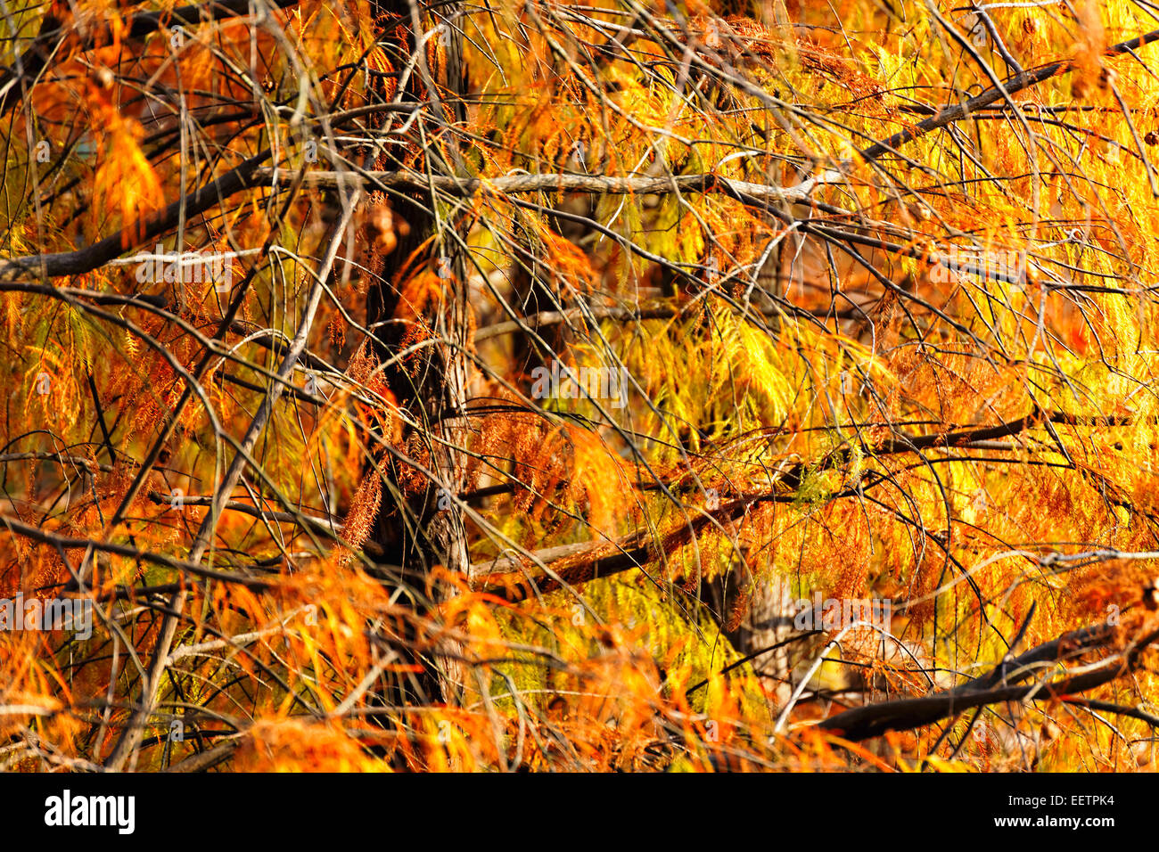 Gold Autumn with sunlight and sunbeams / Beautiful Trees in the forest ...