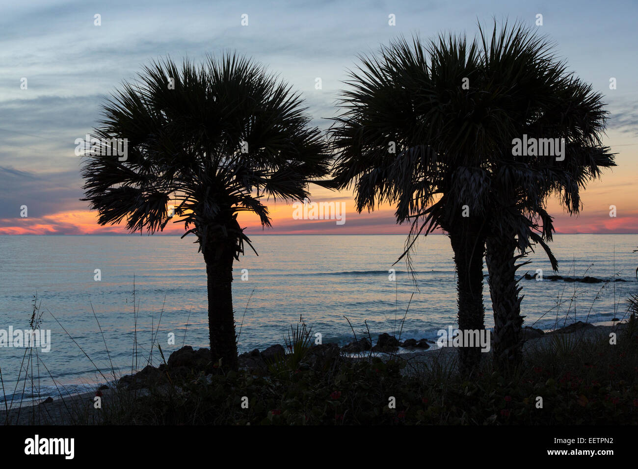 Palm tress silhouetted aganist sunset sky at Caspersen Beach on the Gulf of Mexico in Venice Florida Stock Photo
