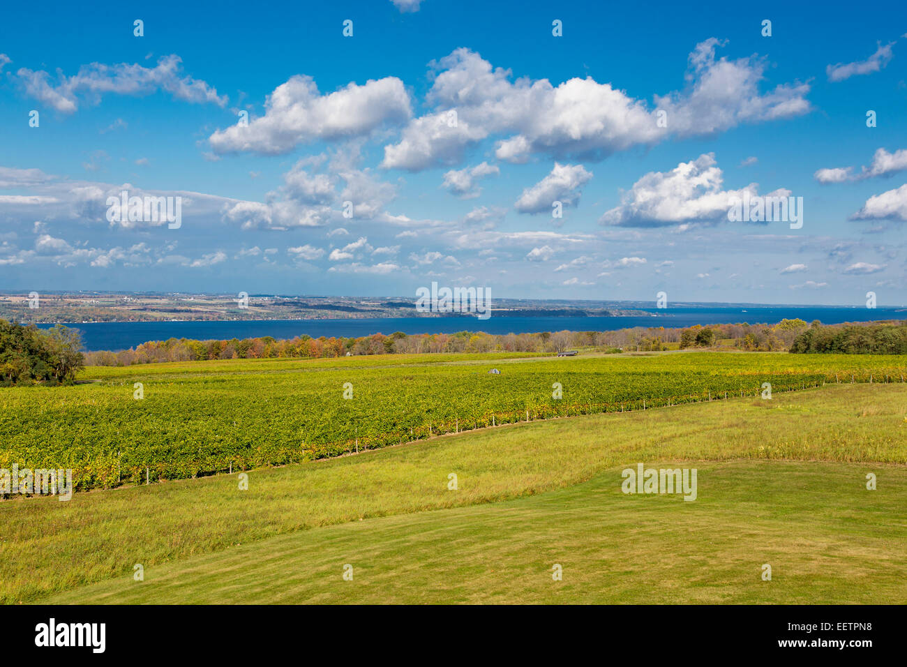Lamoreaux Landing vineyards on Seneca Lake in the Finger Lakes Region of New York State Stock Photo
