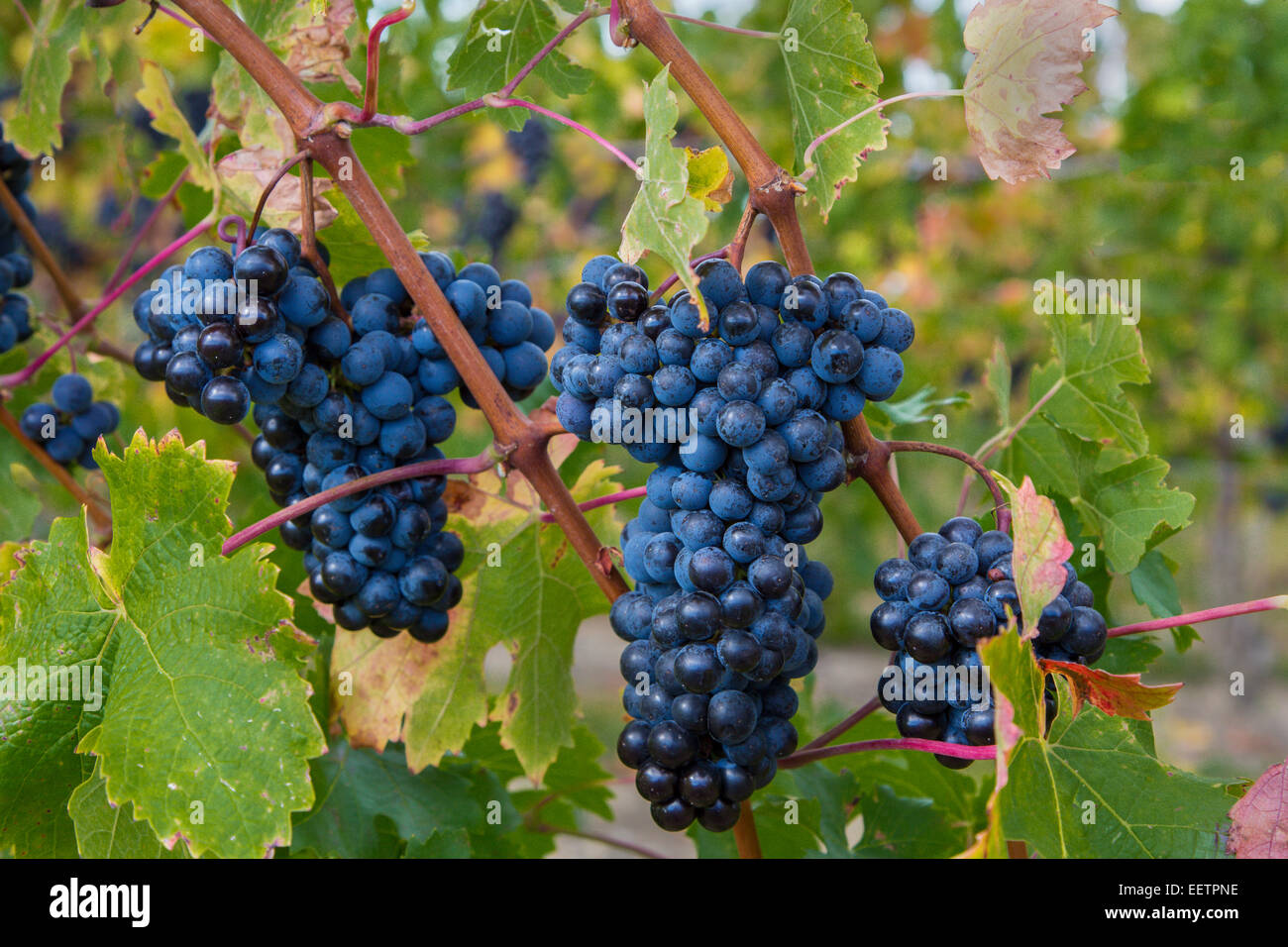 Bunches of wine grapes on vines ripe for picking in vineyard in the