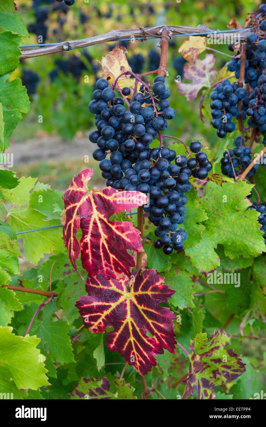 Bunches of wine grapes on vines ripe for picking in vineyard in the
