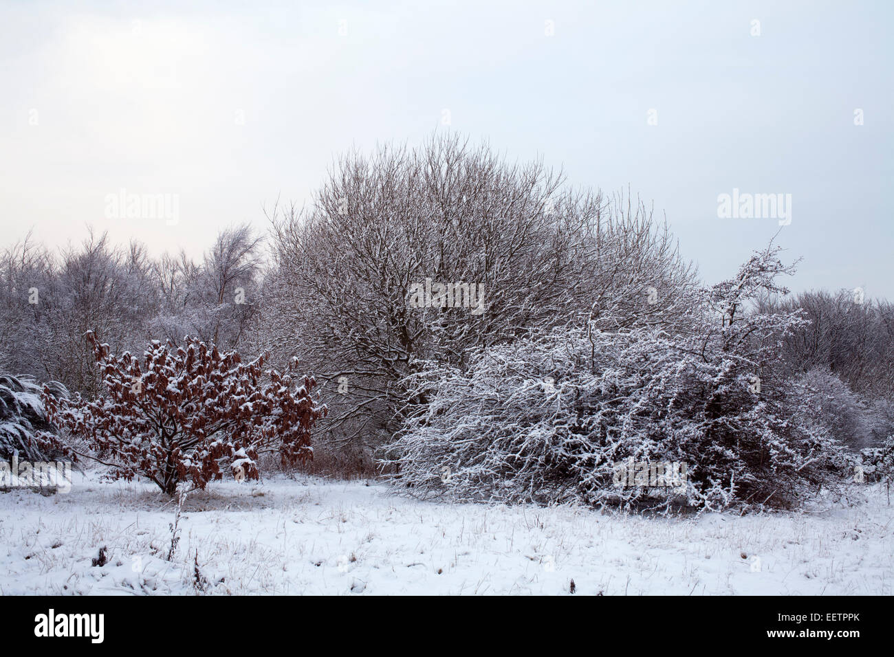 Snow covered trees and bushes on the edge of Burnopfield Woods, County Durham. Stock Photo