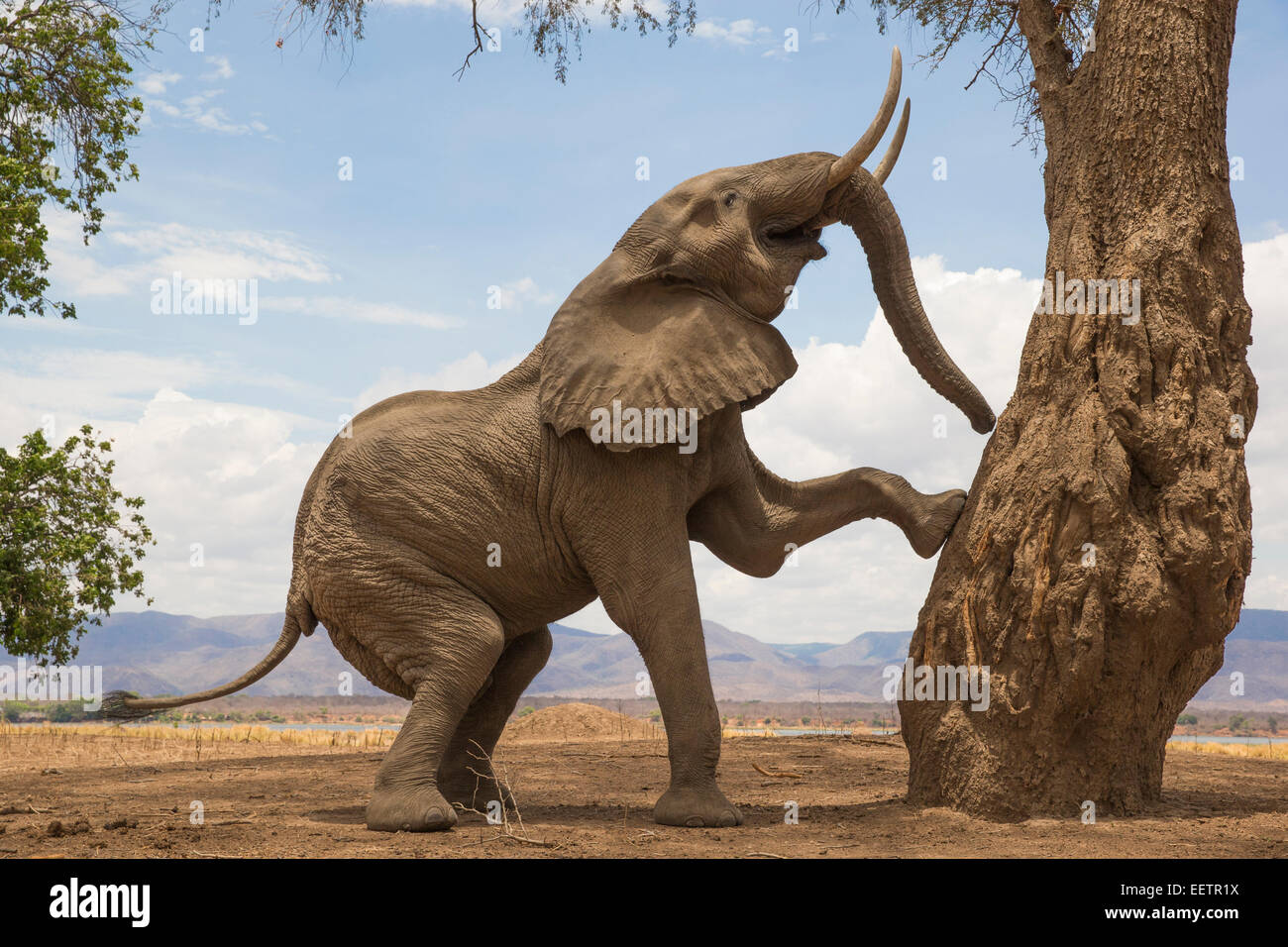 Tree-climbing African Elephant bull in Mana Pools, Zimbabwe Stock Photo