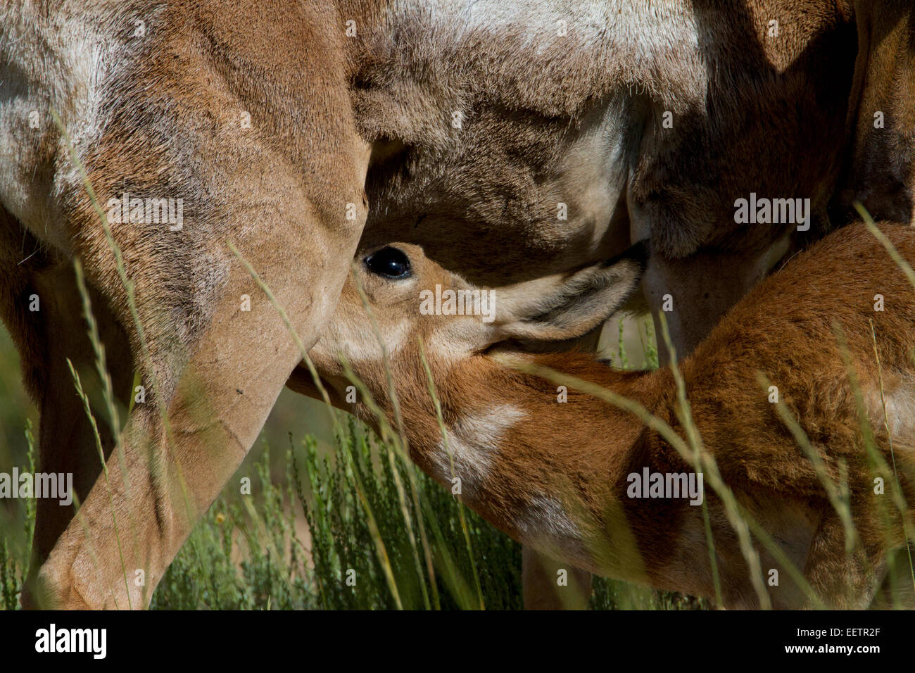 Pronghorn (Antilocapra americana) doe feeding fawn in field at Bryce Canyon National Park, Utah, USA in July Stock Photo