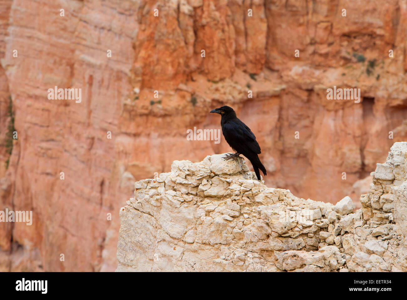 Common Raven (Corvus corax) perched on a rock at Rainbow Point area of Bryce Canon National Park, Utah, USA in July Stock Photo
