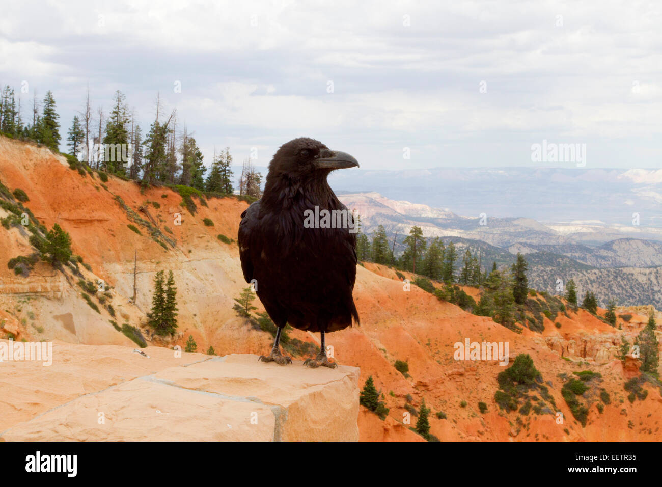 Common Raven (Corvus corax) perched on a wall overlooking Ponderosa Canyon at Bryce Canon National Park, Utah, USA in July Stock Photo