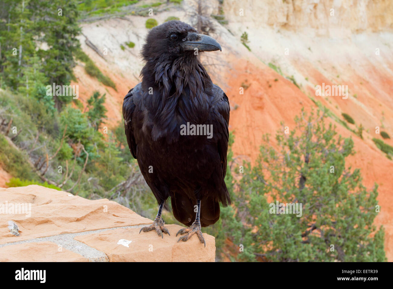 Common Raven (Corvus corax) perched on a wall overlooking Ponderosa Canyon at Bryce Canon National Park, Utah, USA in July Stock Photo