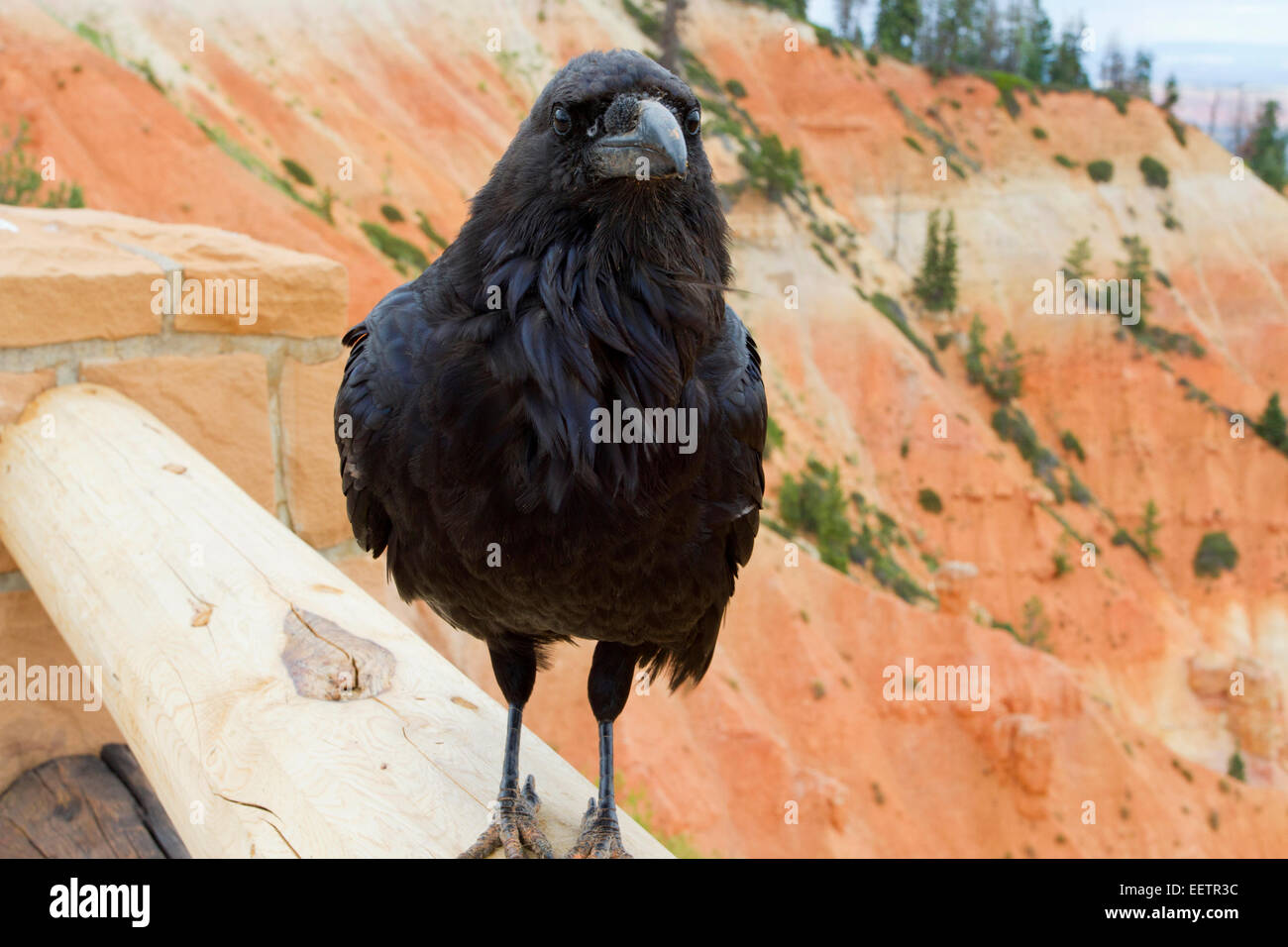 Common Raven (Corvus corax) perched on a fence overlooking Ponderosa Canyon at Bryce Canon National Park, Utah, USA in July Stock Photo