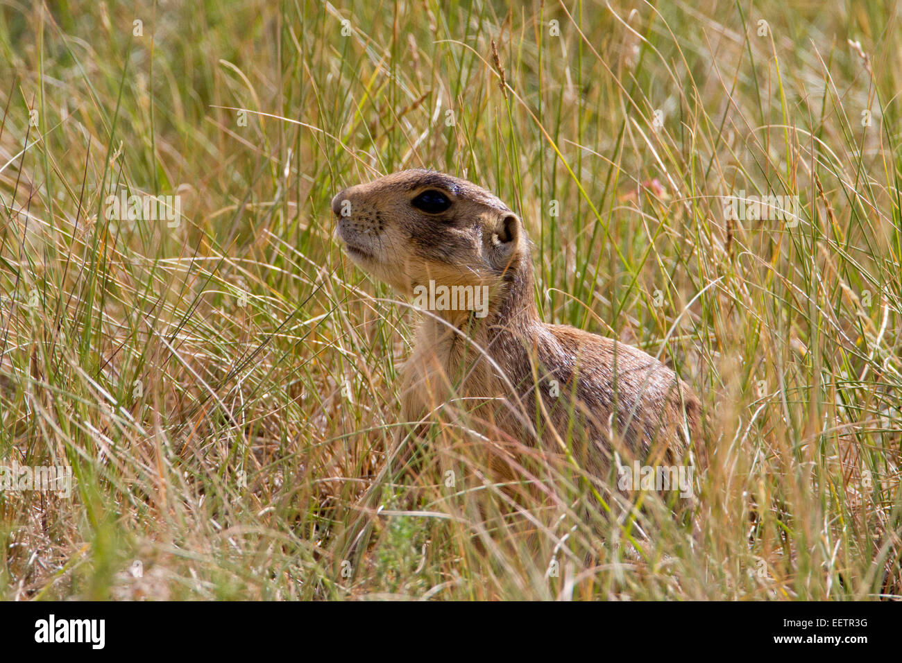 Utah Prairie Dog (Cynomys parvidens)  in a meadow of tall grasses at Bryce Canyon National Park, Utah, USA in July Stock Photo