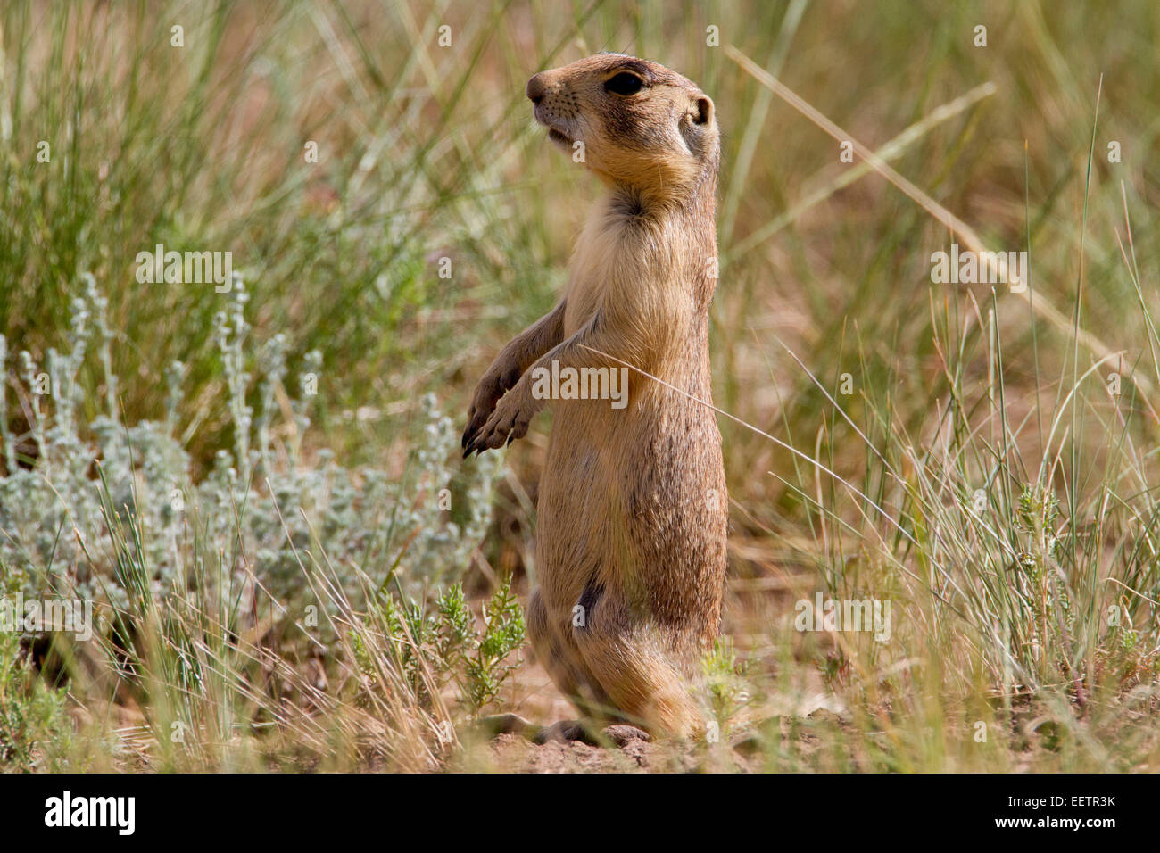Utah Prairie Dog (Cynomys parvidens) standing  in a meadow at Bryce Canyon National Park, Utah, USA in July Stock Photo